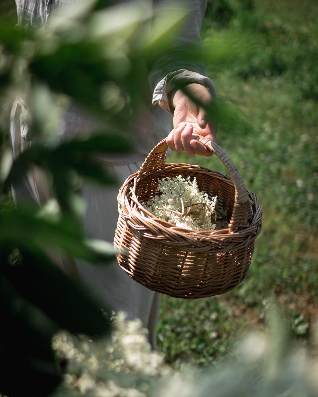 Tørket Hylleblomst 40 gram