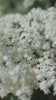 hylles video